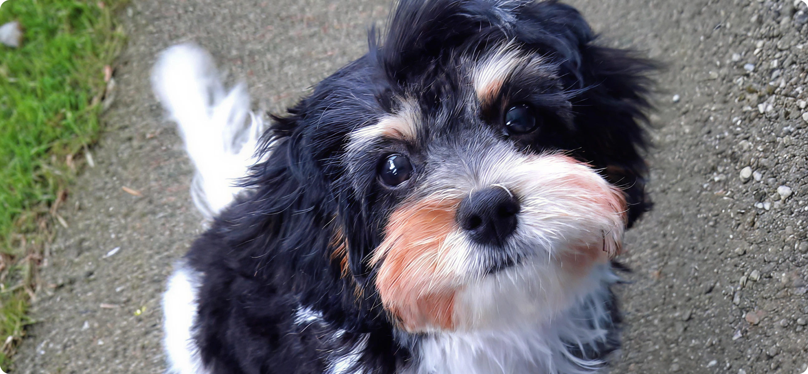our-office-dog